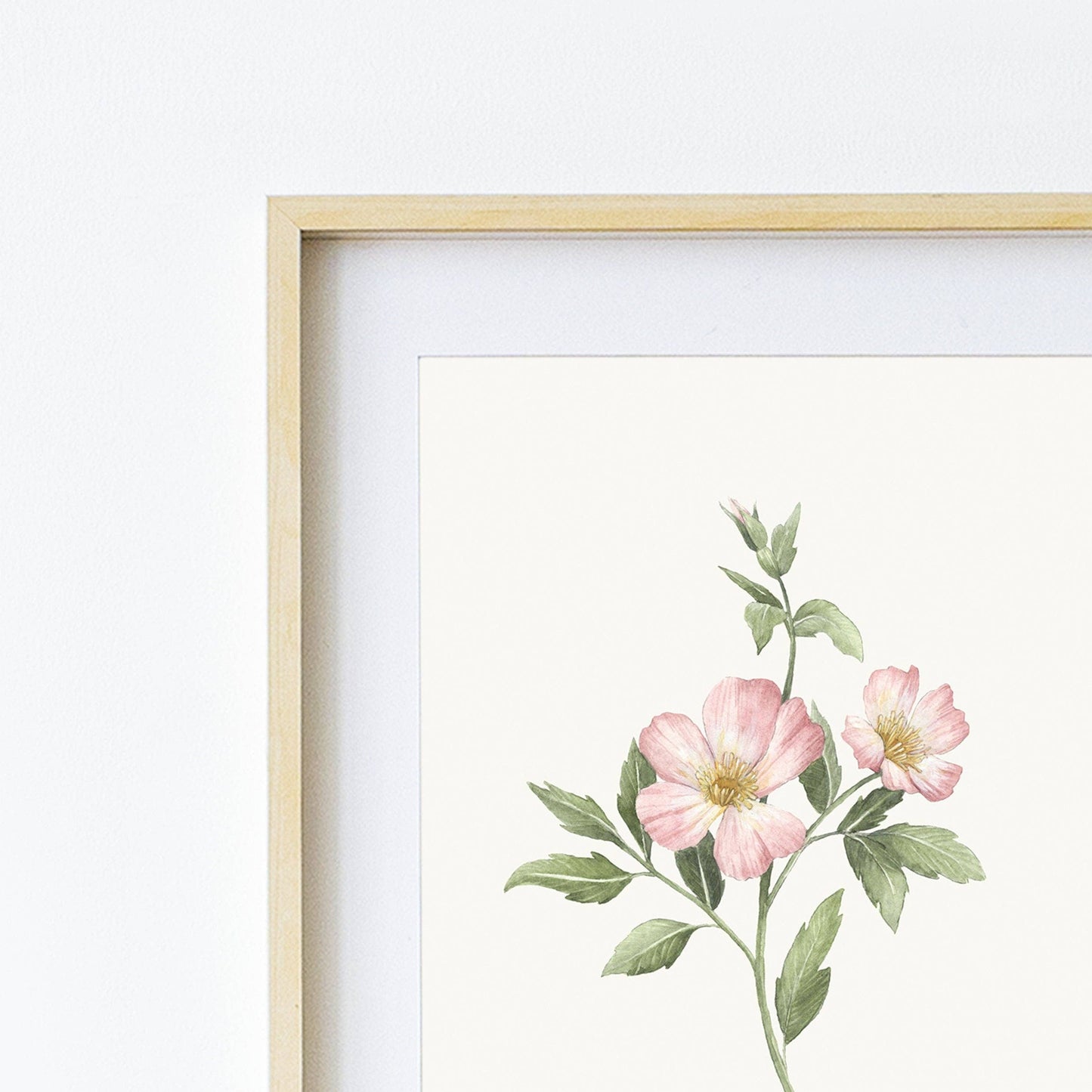 Botanical Art Prints - BC