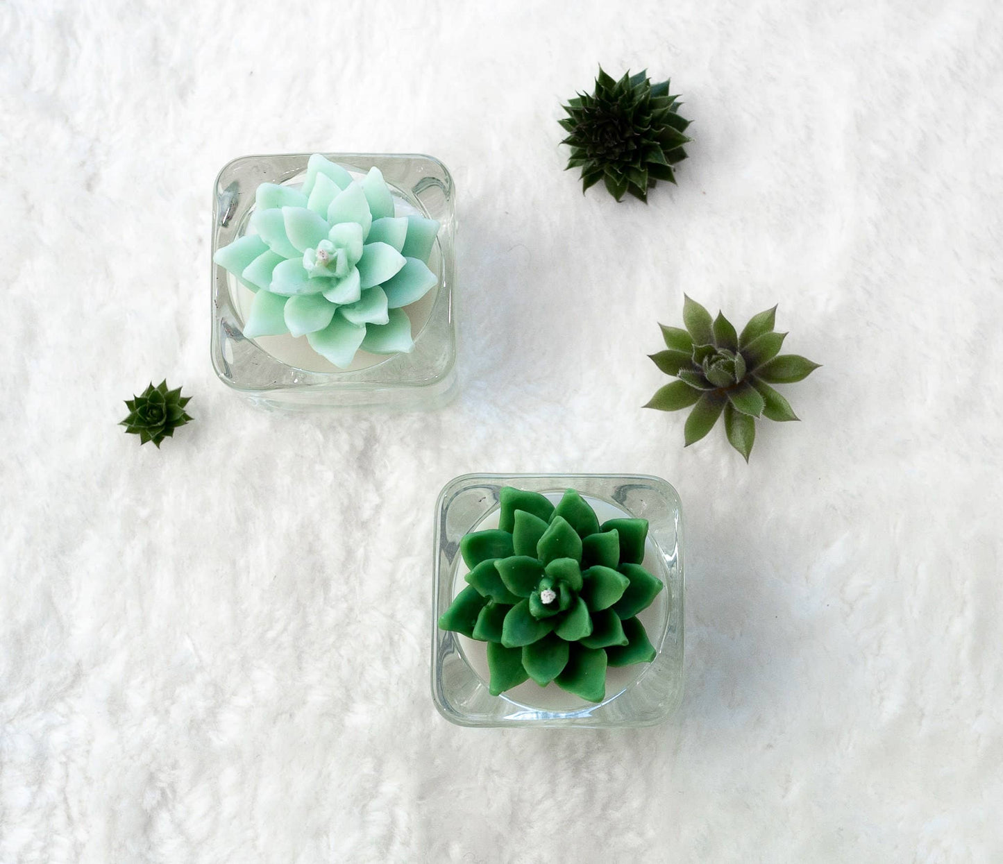 Tealight Candles - Bear Paw Succulent