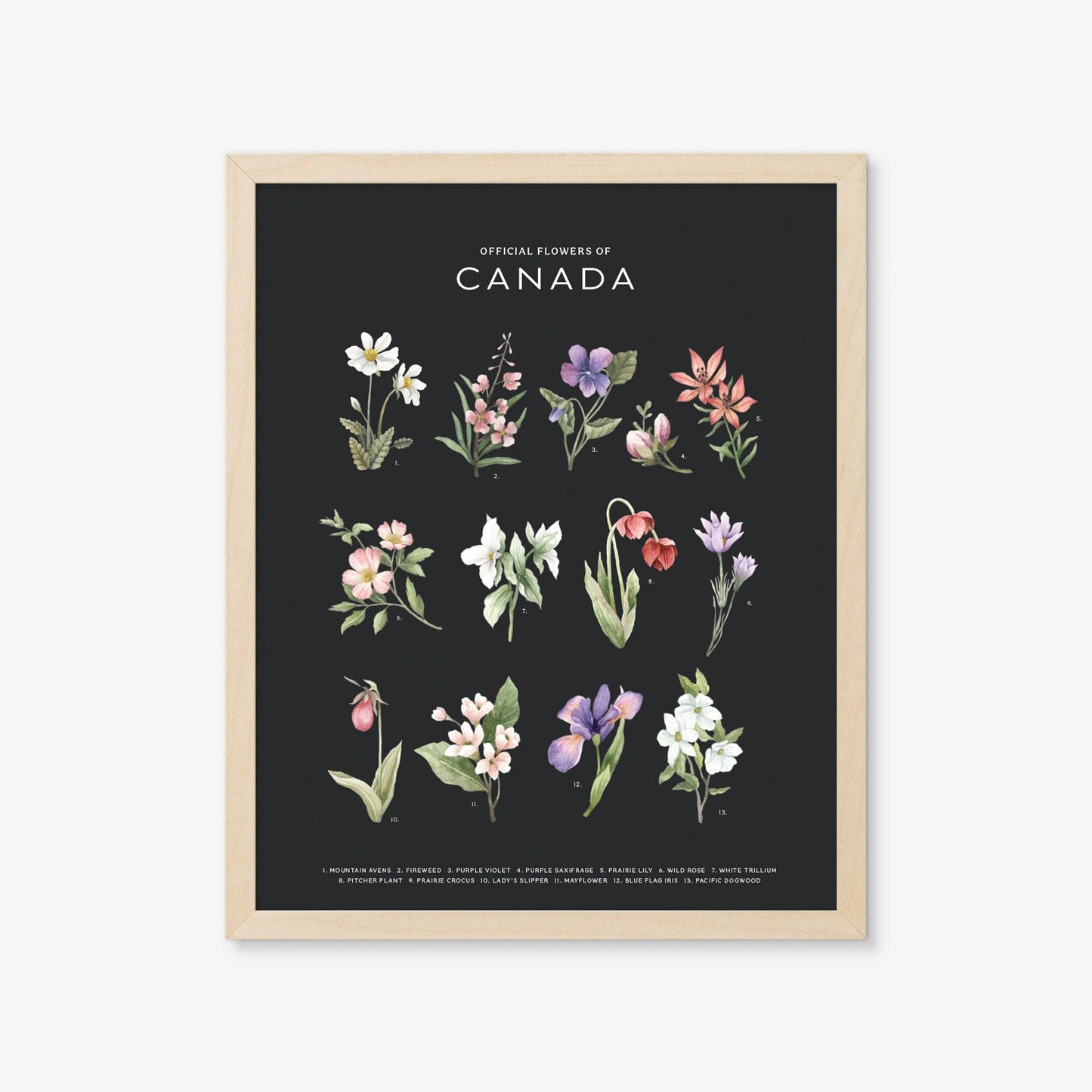 Botanical Art Prints - BC