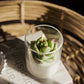 Soy Blend Candle - Succulent