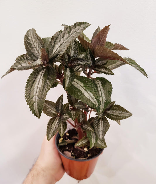 Pilea carderei 'Pan Am' - Pan Am Pilea