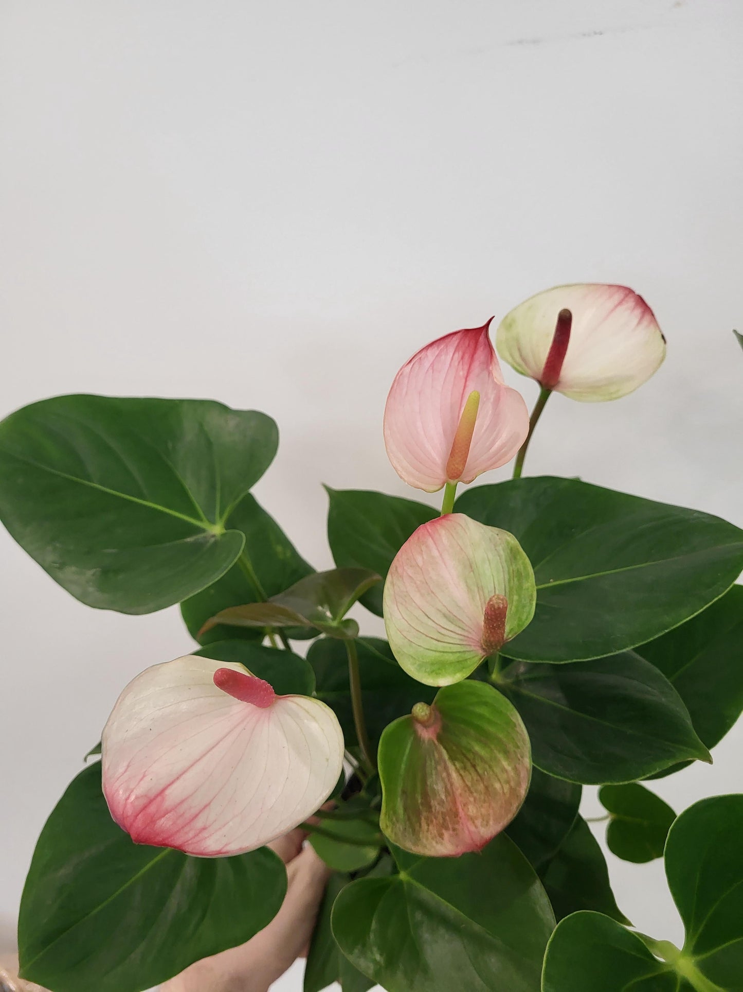 Anthurium