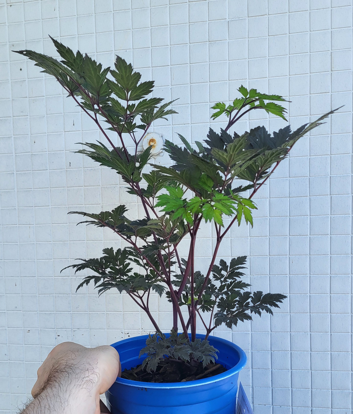 Actaea Simplex 'Hillside Black Beauty'