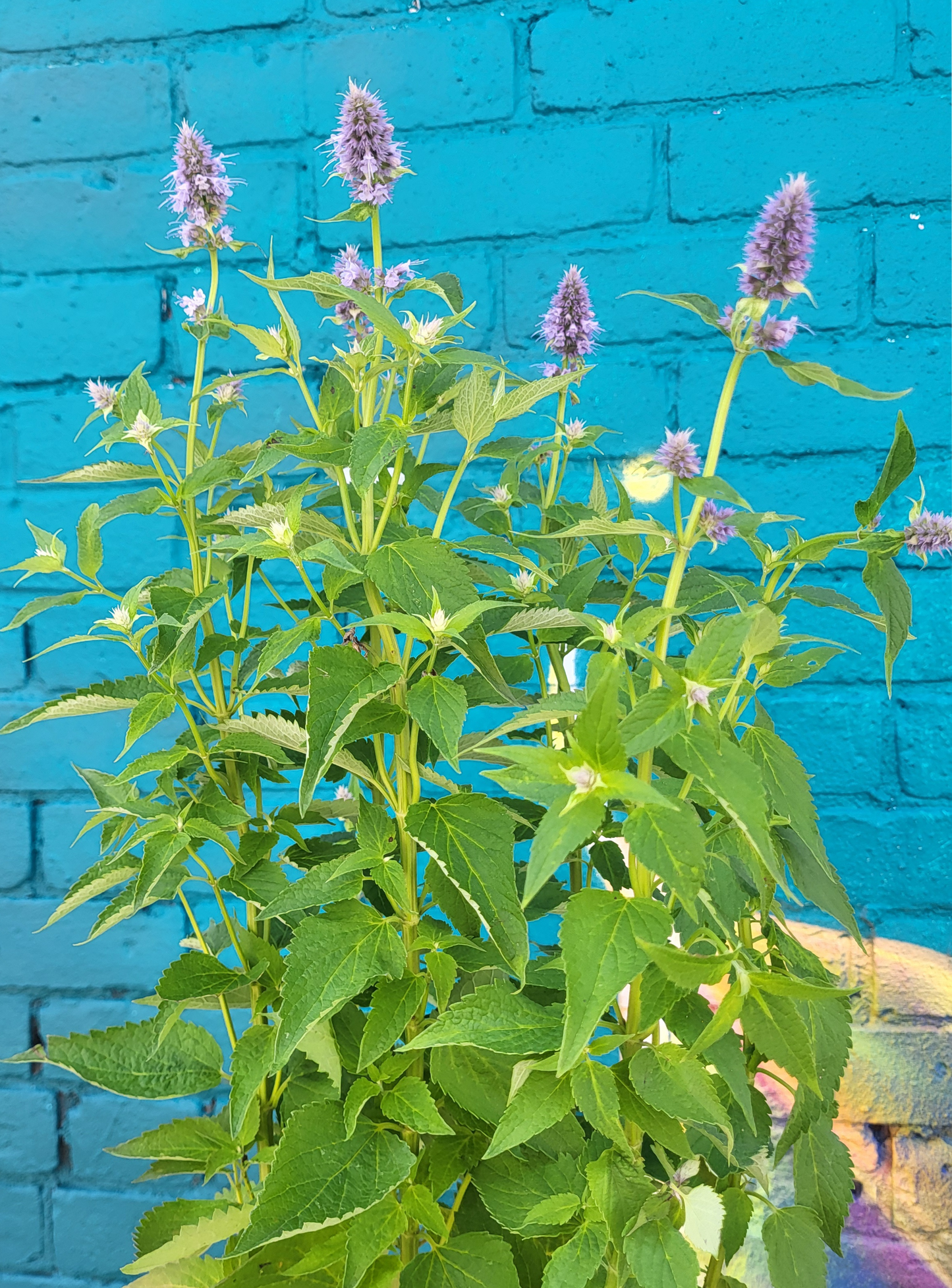 Agastache Foeniculum 'Blue Fortune'