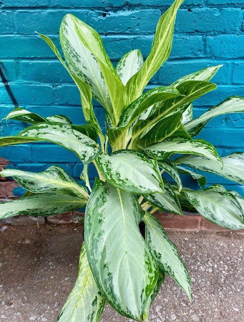 Aglaonema  'Golden Bay' - Chinese Evergreen