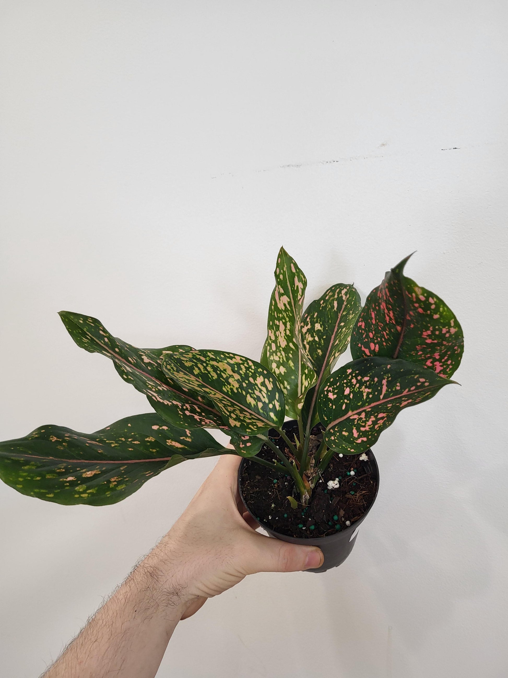 aglaonema pink dalmatian price Aglaonema 'Pink Dalmation'