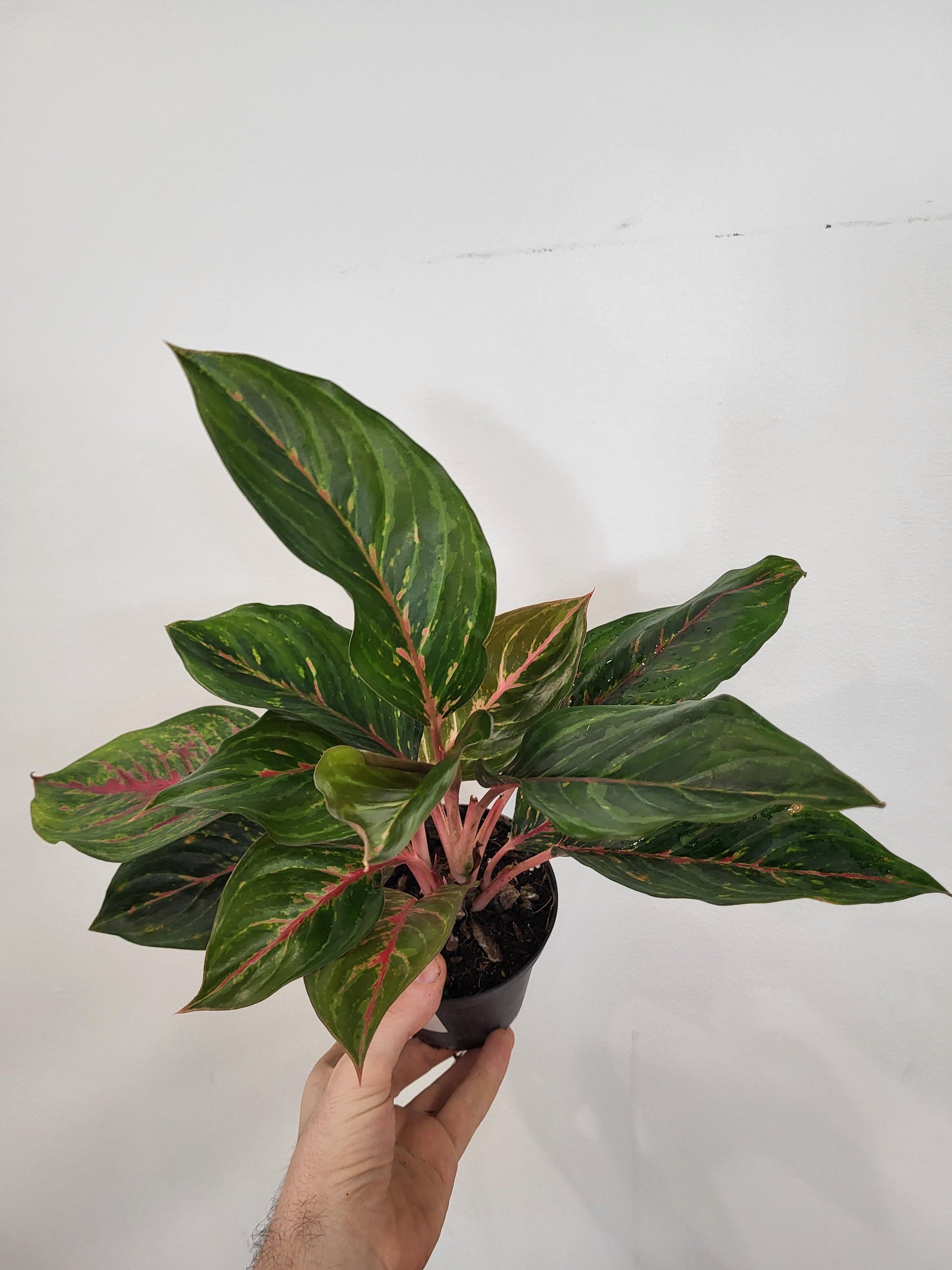 aglaonema chinese evergreen red ruby Aglaonema 'Ruby'