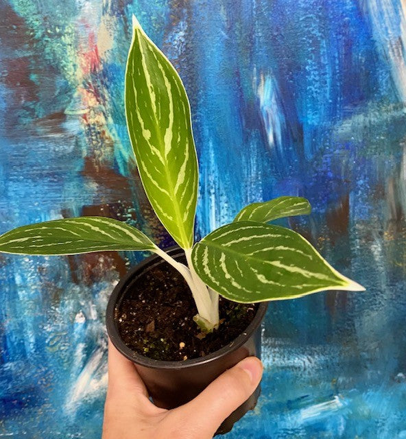 Aglaonema Snow 4"