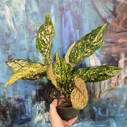 Aglaonema Wishes 6"