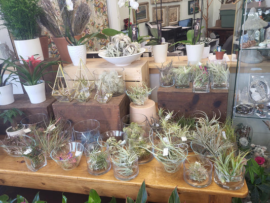 Air Plants