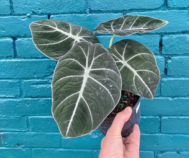 Alocasia Black Velvet 6"