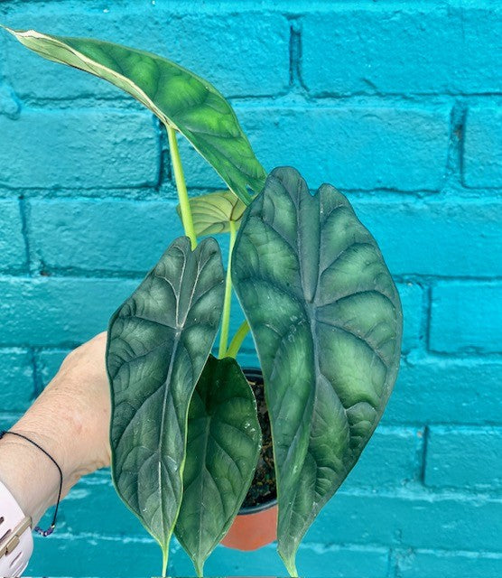 Alocasia Dragon Scale 4"