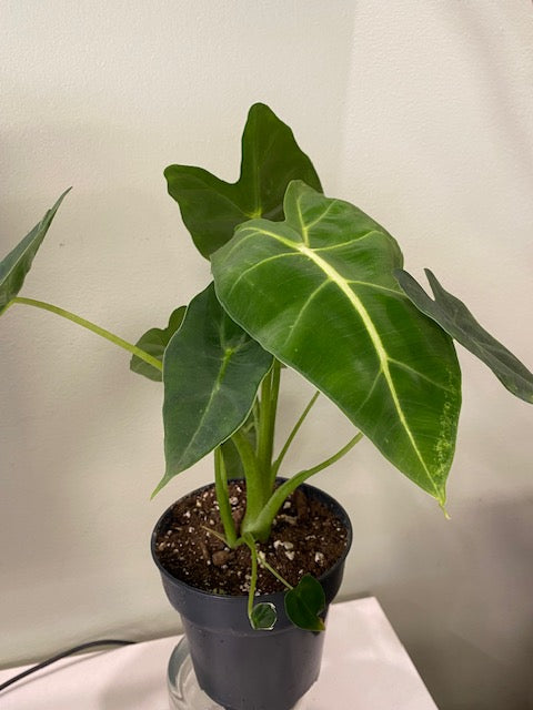 Alocasia Frydek 4"