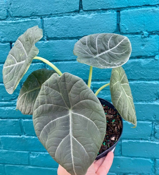 Alocasia Maharani