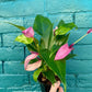 Anthurium