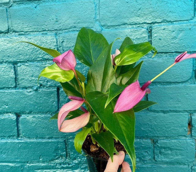 Anthurium