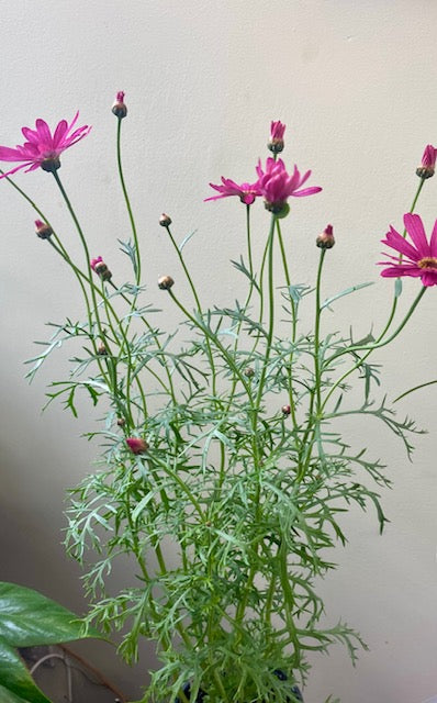 Argyranthemum - Marguerite Daisy