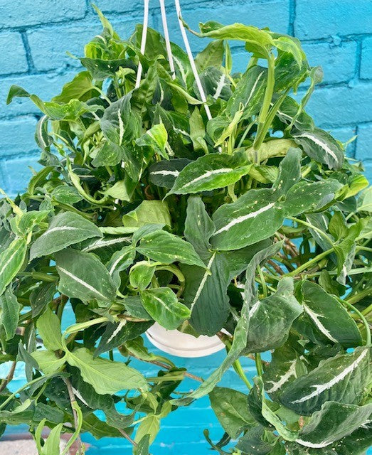 Arrowplant Wendlandii Syngonium Nephthysis- Hanging Basket