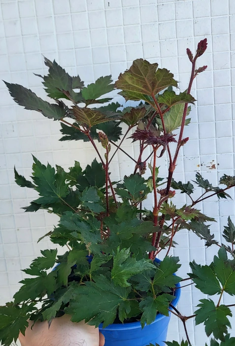 Astilbe 'Delft Lace'