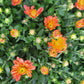 12" Potted Chrysanthemum - Annual Fall Mums