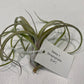 Air Plants