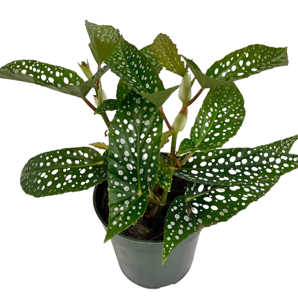 Begonia Maculata White