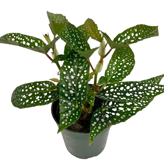 Begonia Maculata White