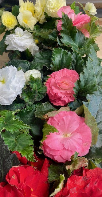 Begonia Non-Stop