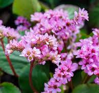 Bergenia "Rotblum"