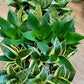 Bird's Nest Sansevieria (Dracaena) - Snake Plant