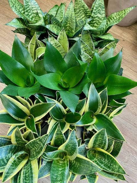 Bird's Nest Sansevieria (Dracaena) - Snake Plant