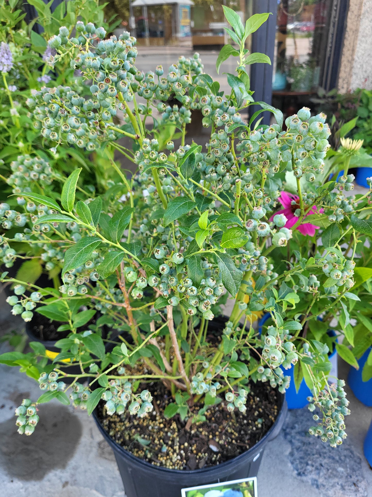 Vaccinium Corymbosum 'Bluecrop'