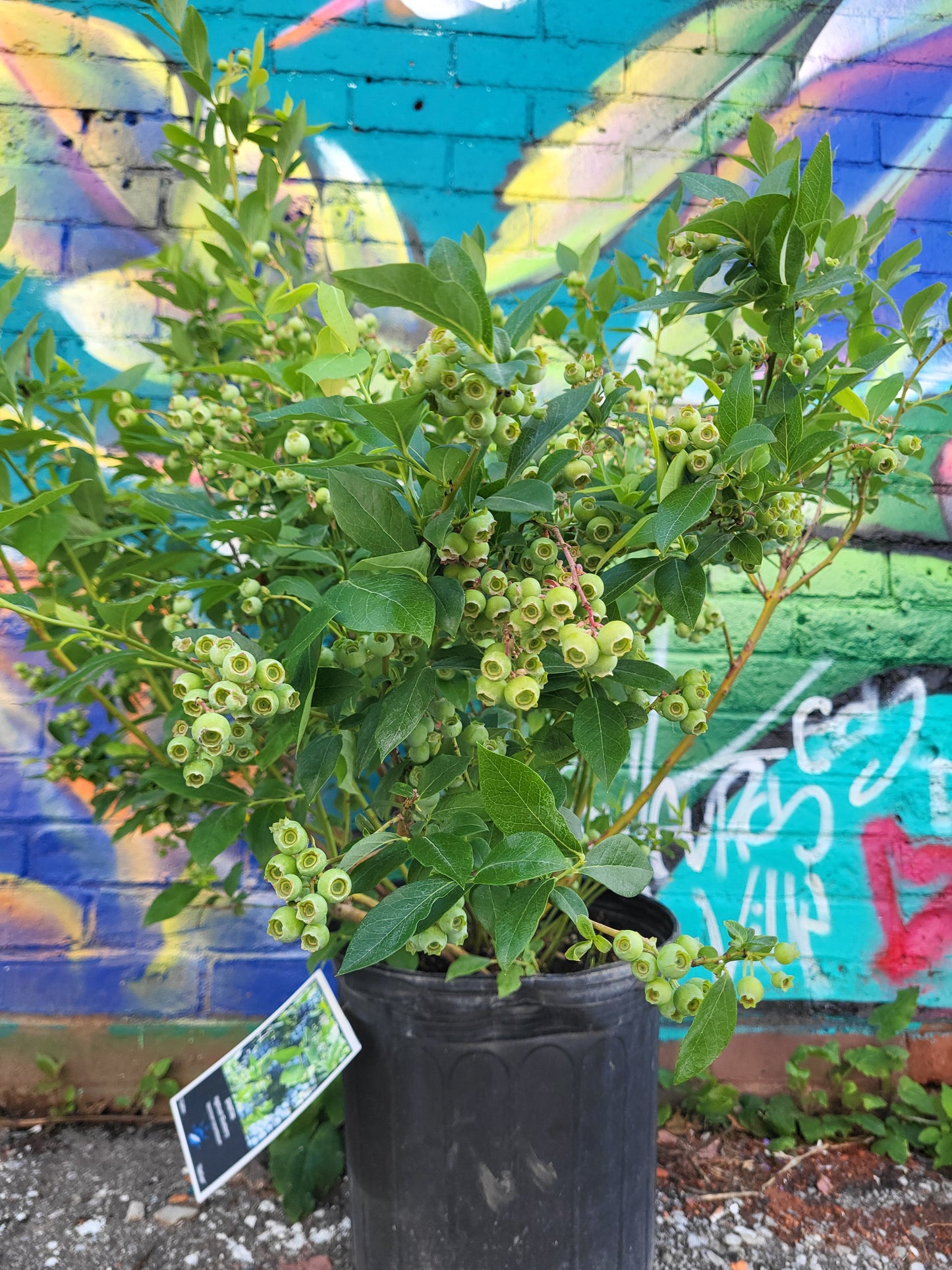 Vaccinium Corymbosum 'Spartan'