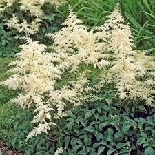 Astilbe 'Bridal Veil'