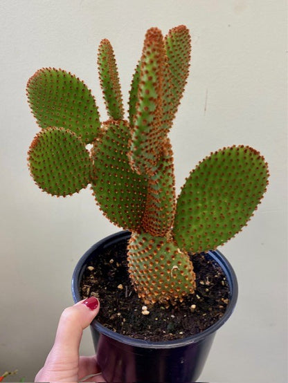 Opuntia Microdasys- Bunny Ear Cactus