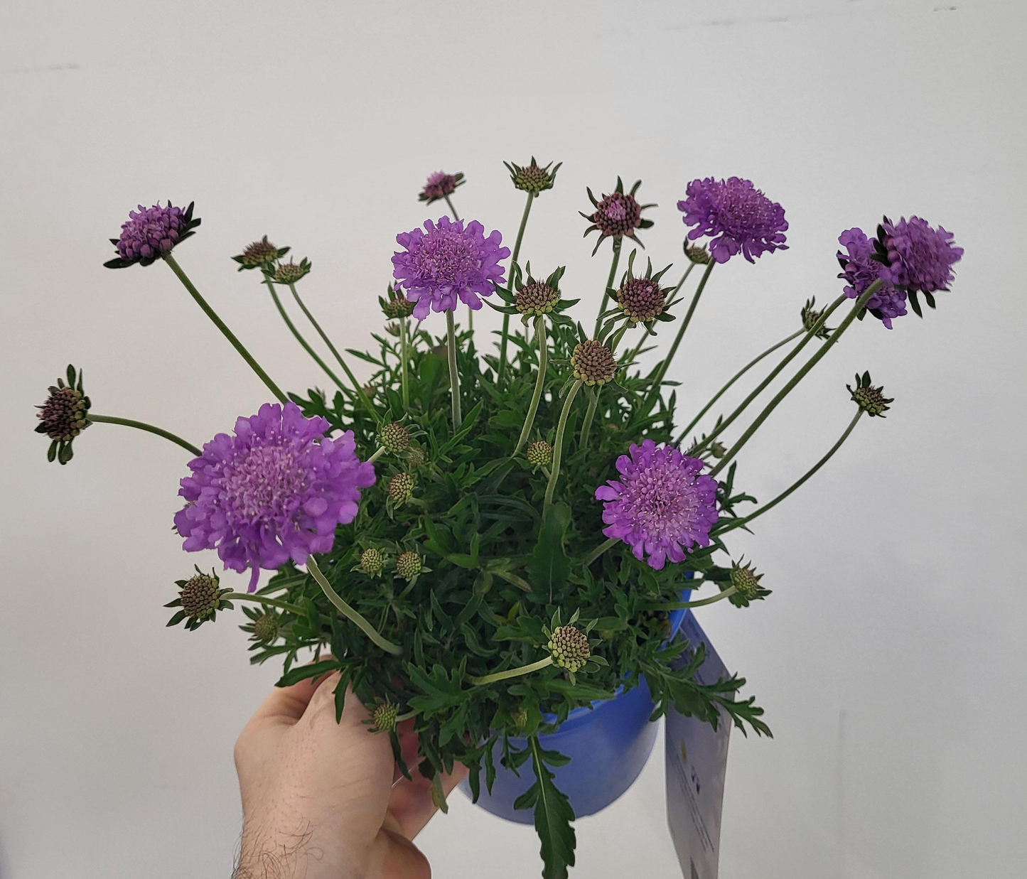 Scabiosa columbaria 'Butterfly Blue' - Pincushion Flower