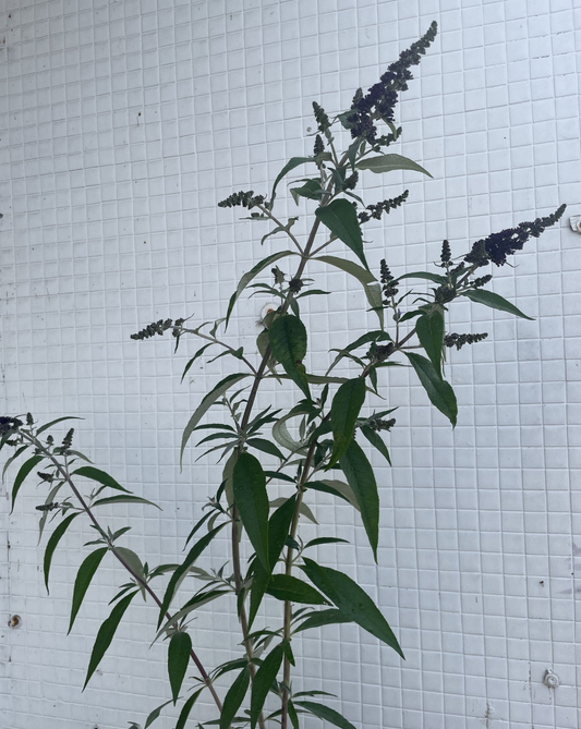 Buddleia Hybrid Butterfly Bush 'Humdinger Magenta Munchkin'