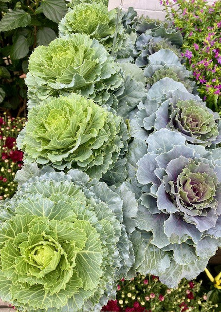 Cabbage Plant