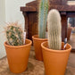 Cactus in Terra Cotta Pot