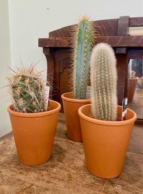 Cactus in Terra Cotta Pot