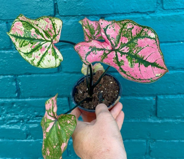 Caladium Purple Light