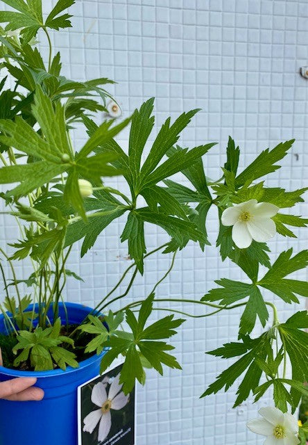 Canada Anemone (Anemone canadensis)