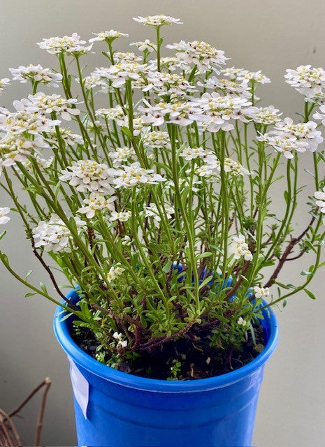 Purity Candytuft (iberis sempervirens) – Wild Willy's Plants and Flowers