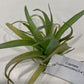 Air Plants