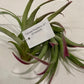 Air Plants