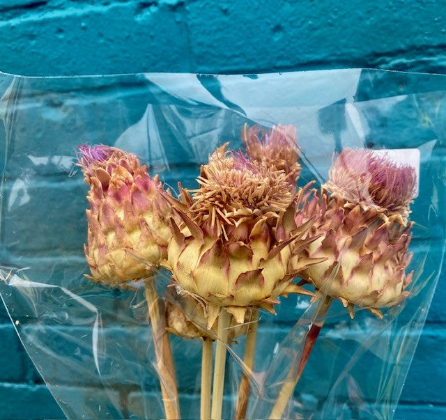 Thistle Cardonni-Dried Flowers