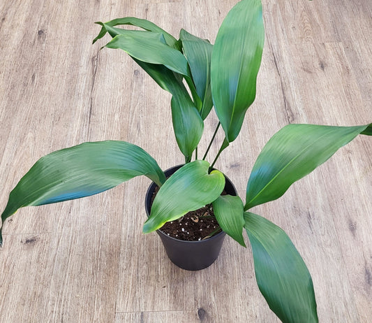 Aspidistra elatior - Cast Iron Plant