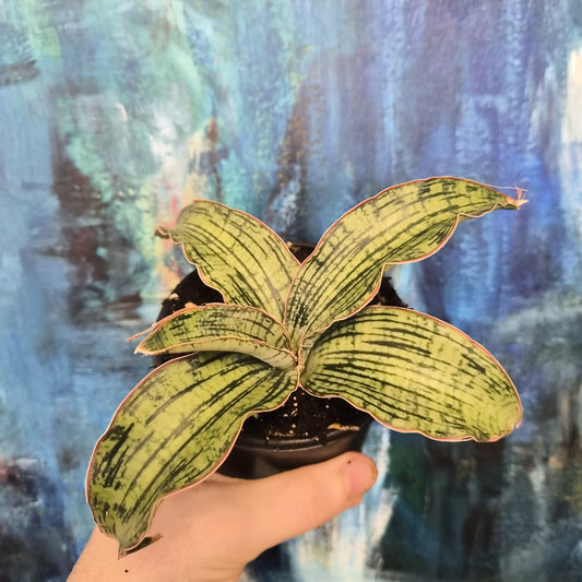 Sansevieria Cleopatra 4"