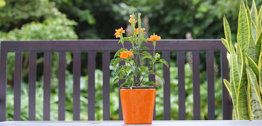 Crossandra Marmalade 6"