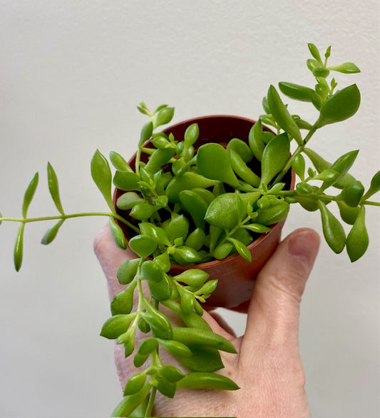Cotyledon Pendens
